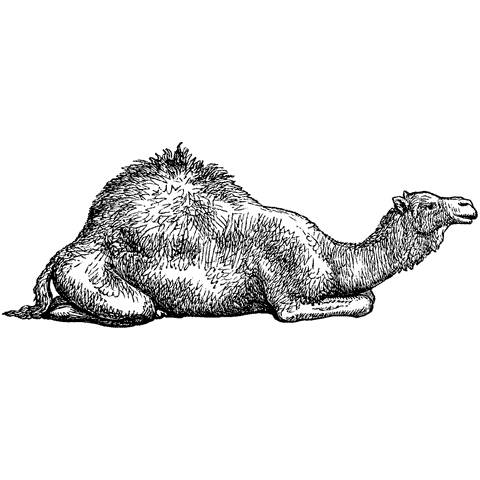 Camel at Rest 1003F