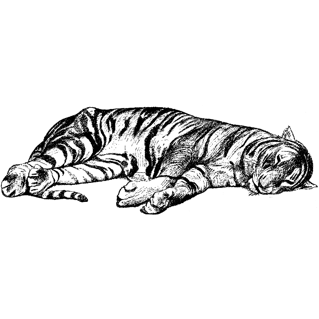 Cat Nap 1107K