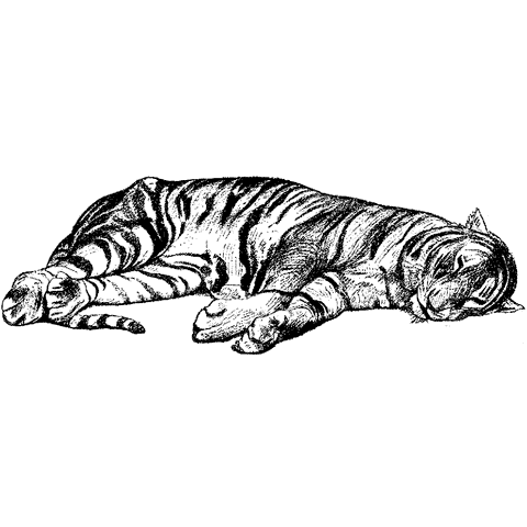 Cat Nap 1107K