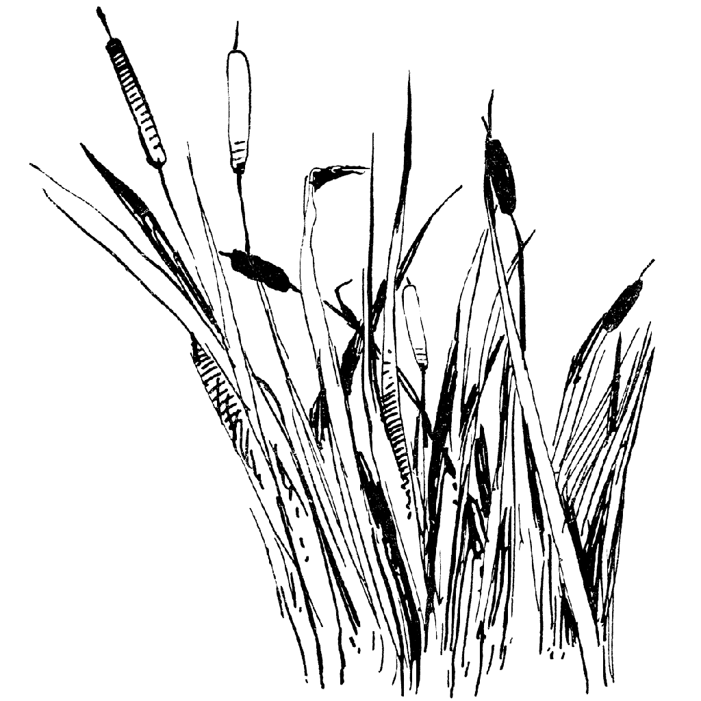 Cattails 1298K
