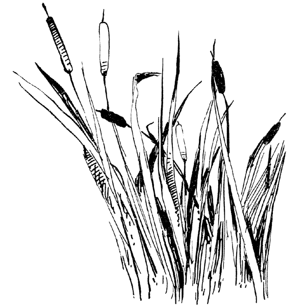 Cattails 1298K