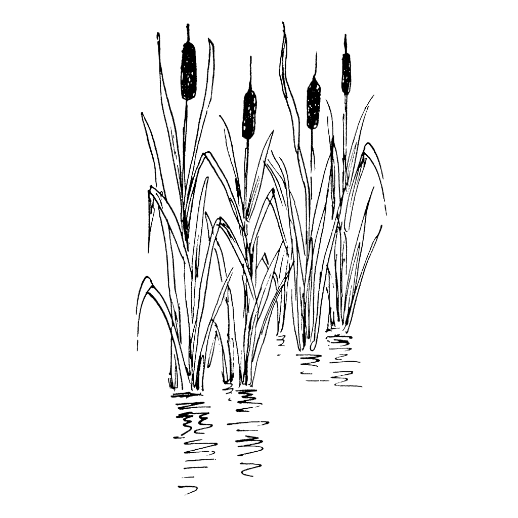 Cattails in Pond 1352G