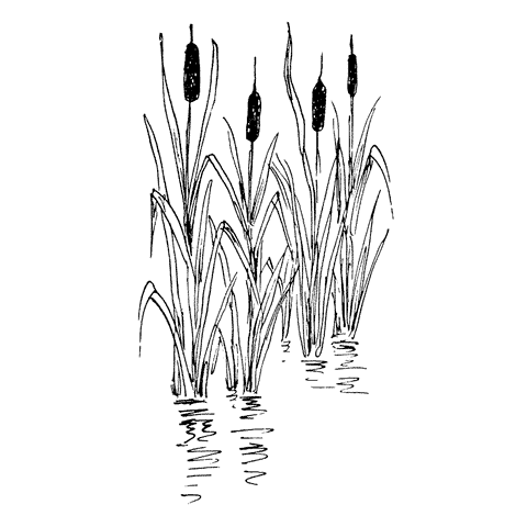 Cattails in Pond 1352G