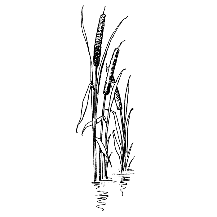 Cattails in Water 1682I
