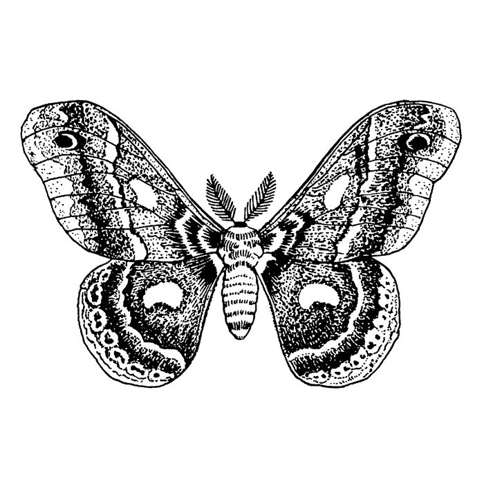 Cecropia Moth 1647K
