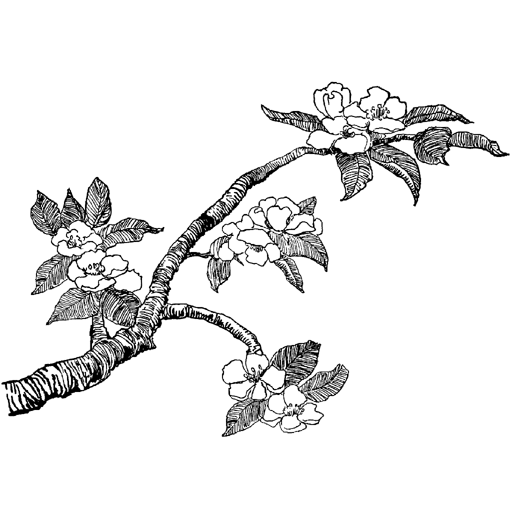 Cherry Blossoms Black/white Line Art Bundle 1 60 Digital