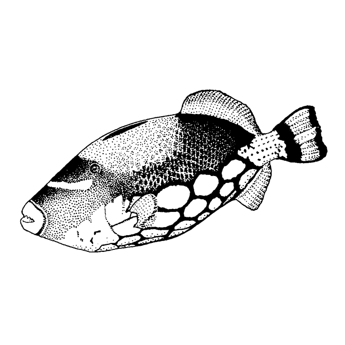 Clown Triggerfish 1471F