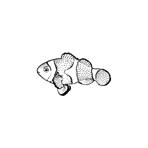 Clownfish 1469C