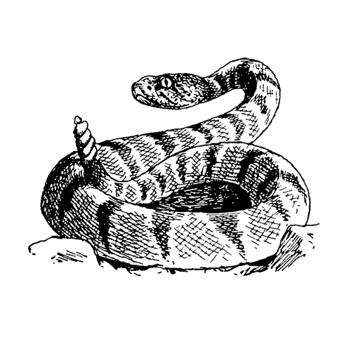 Coiled Rattlesnake 1766E