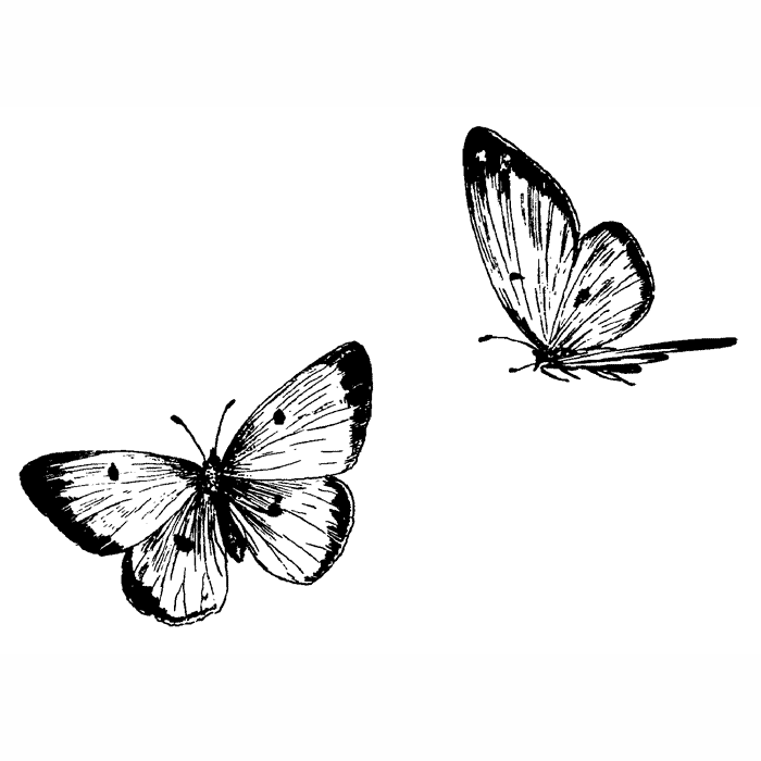Common Sulphur Butterflies 1608H