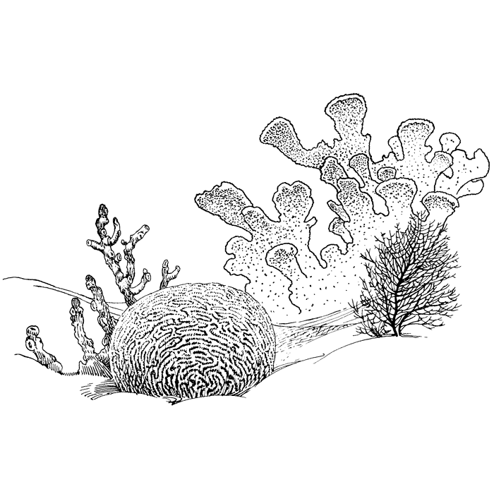 Coral 1463L