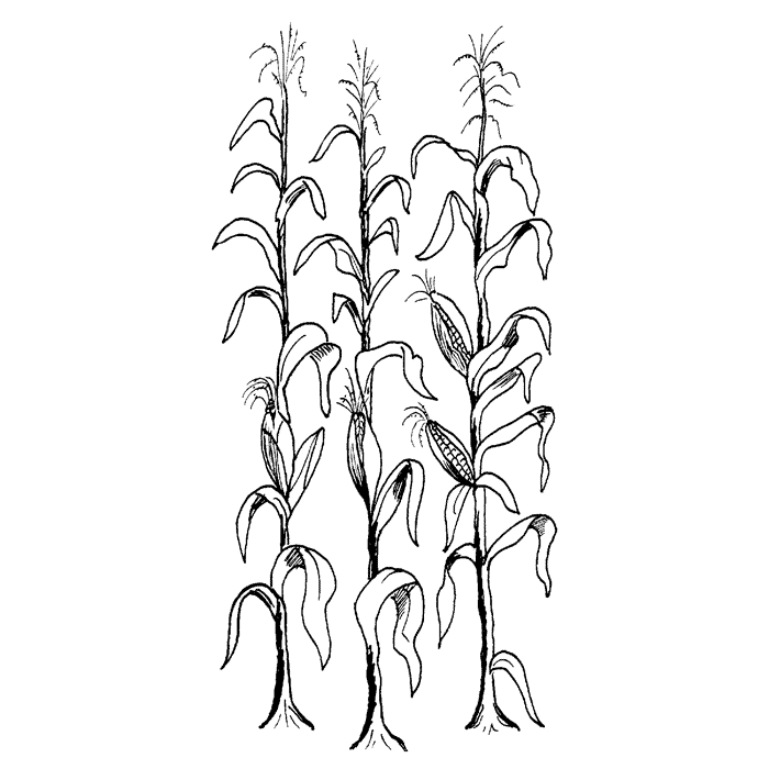 Corn Stalk Coloring Pages