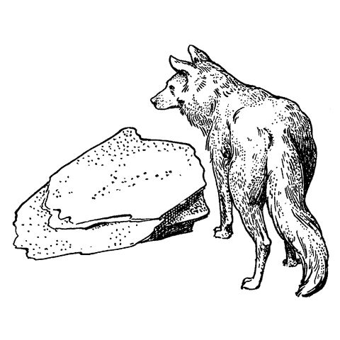 Coyote 634J