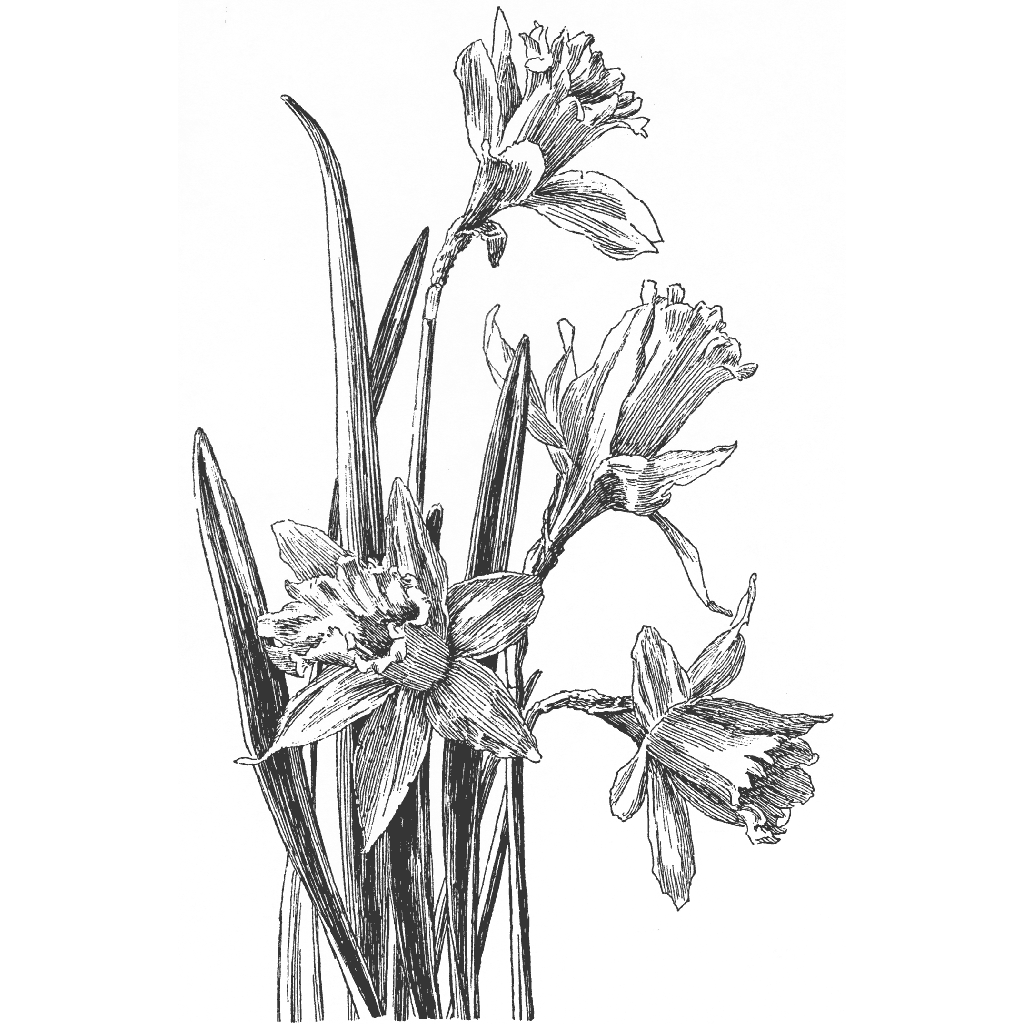 Daffodil Flowers 1164N