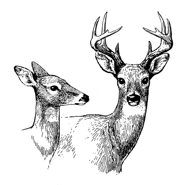 Deer Couple 1770I