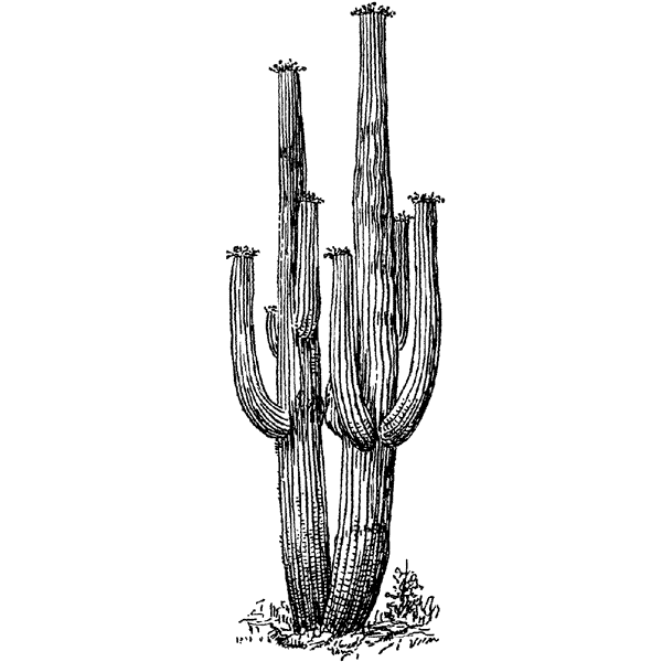 Desert Cactus 873H