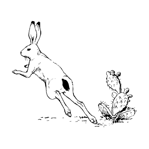 Desert Hare 254G