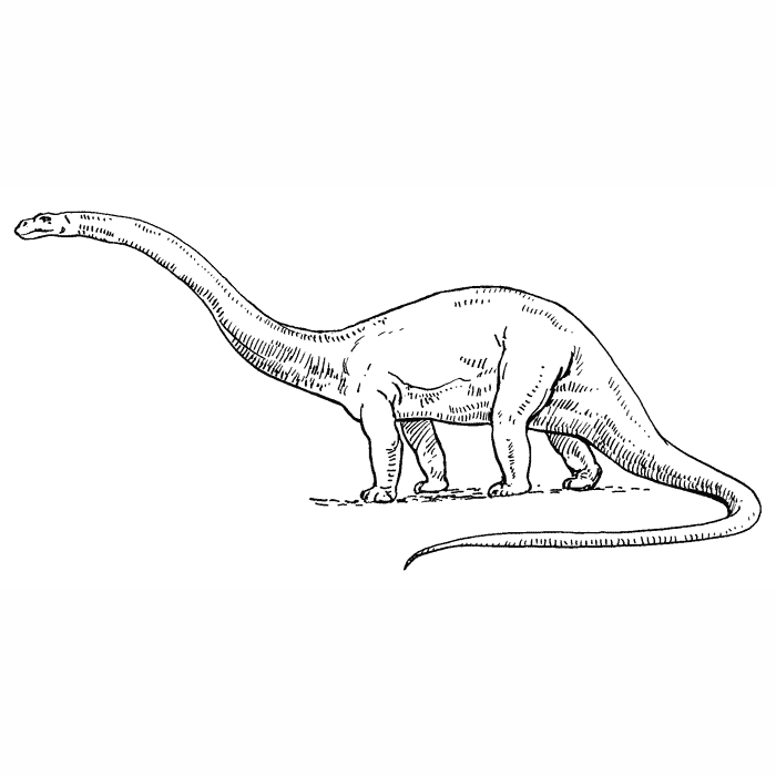 Diplodocus 1637J