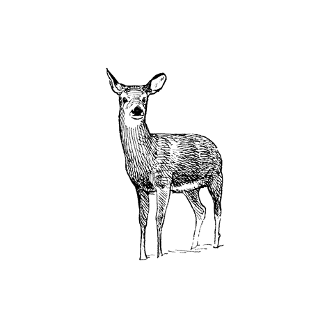 Doe in Snow 1213F