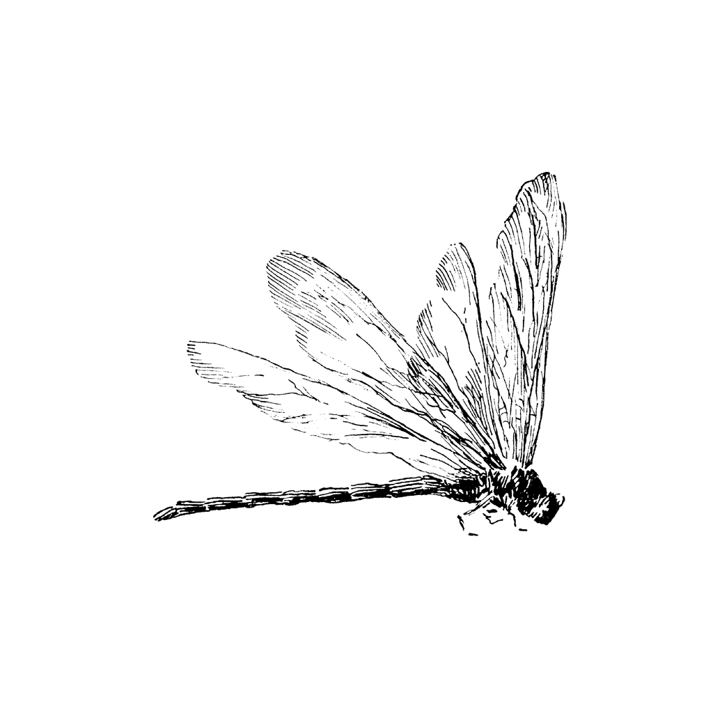 Dragonfly Profile 1323H
