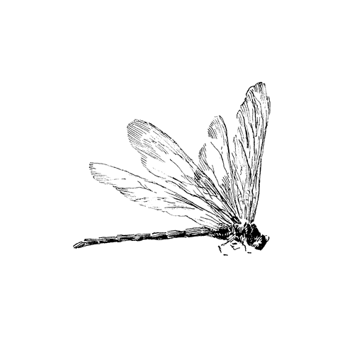Dragonfly Profile 1323H
