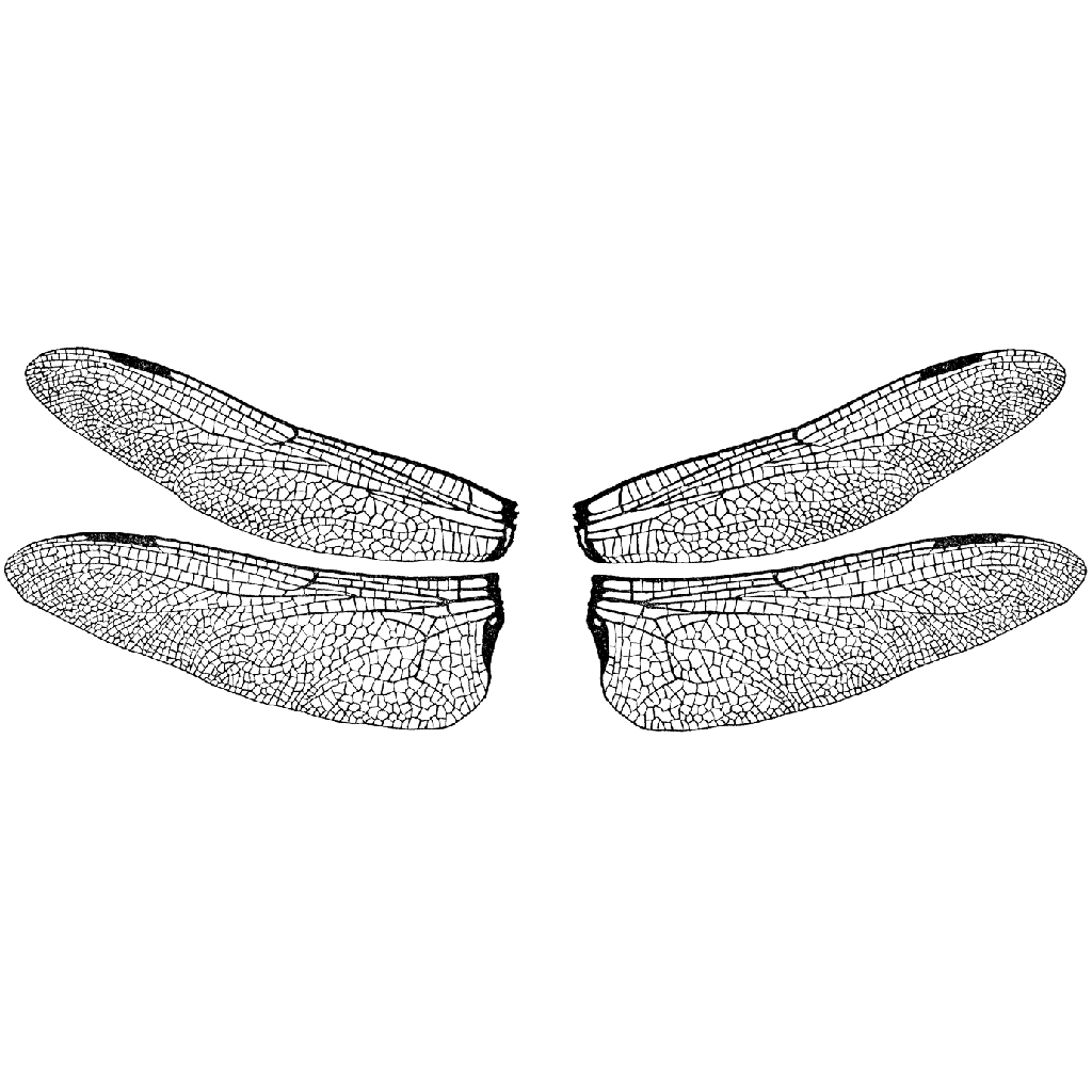 Dragonfly Wings 1373K