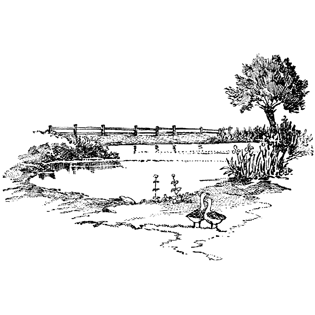 Duck Pond 875I
