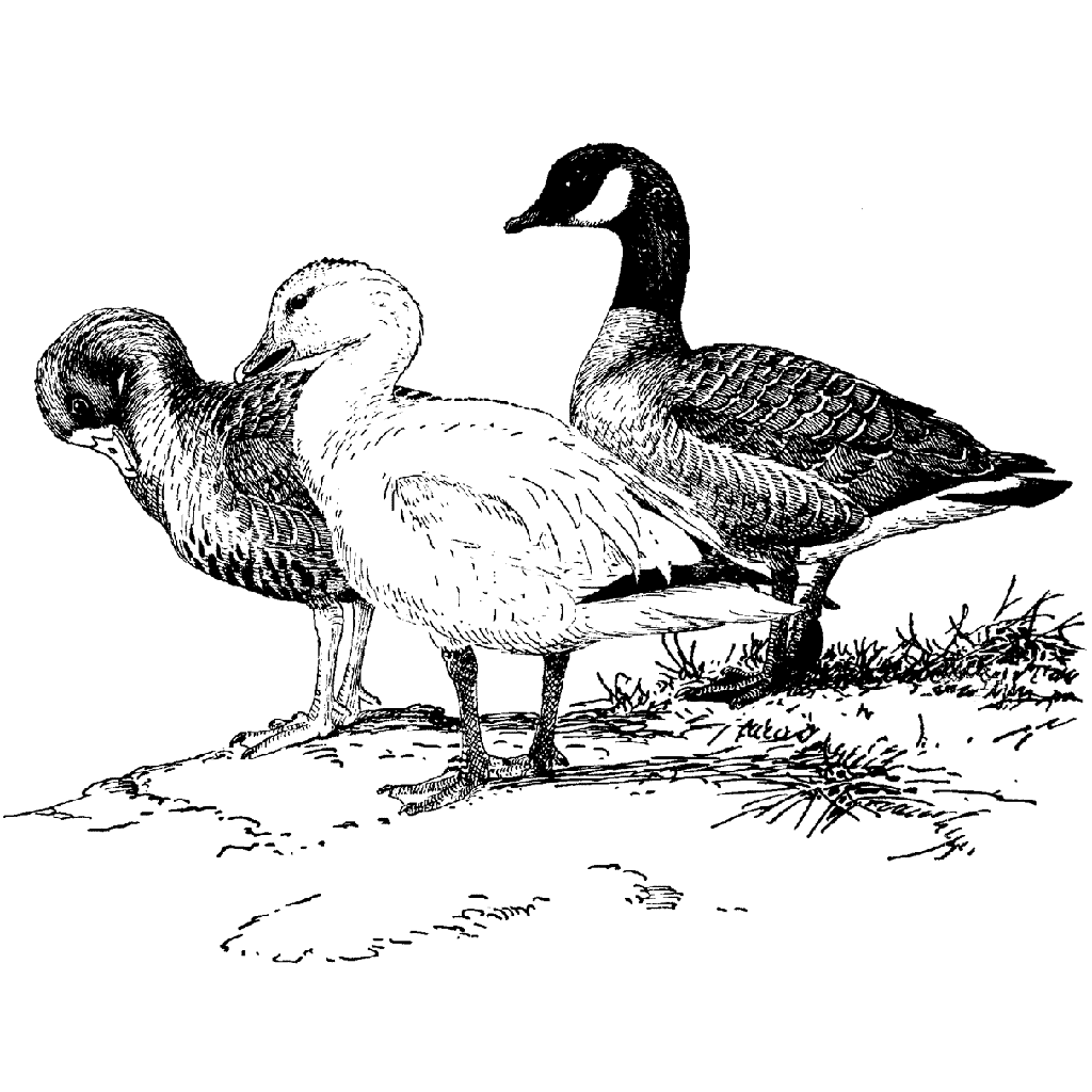 Three ducks on the lake bank