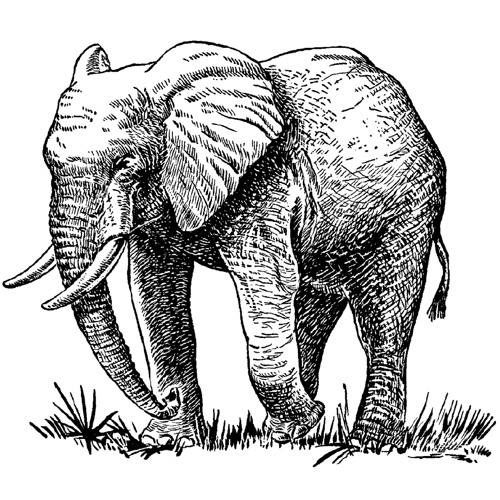 Elephant 769I