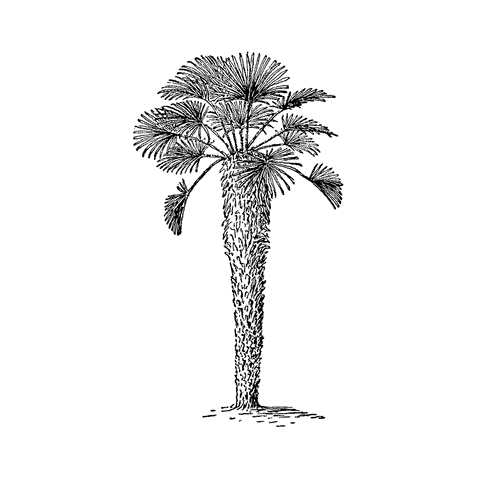 Fan Palm 867F