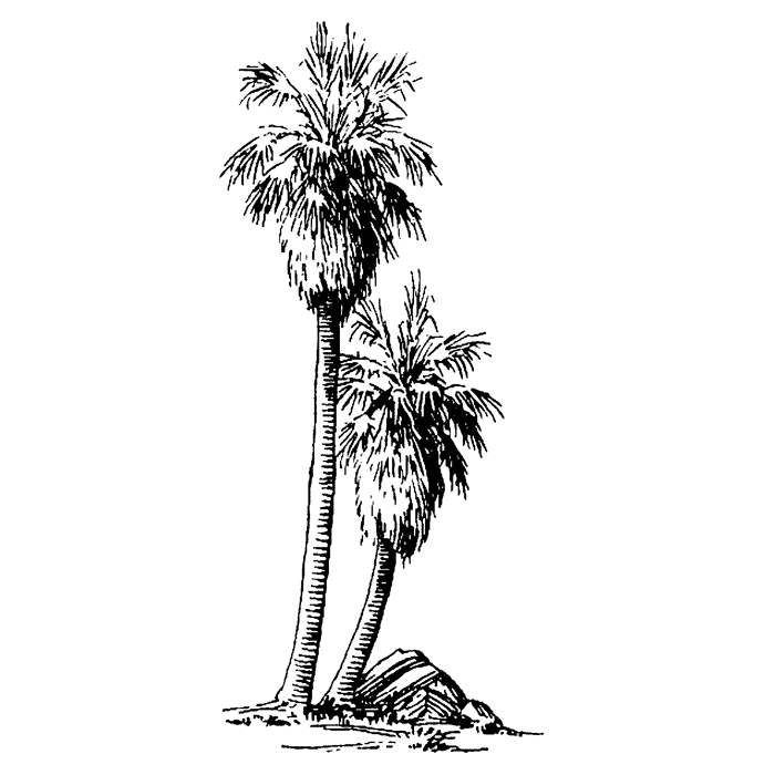 Fan Palm Trees 1702I