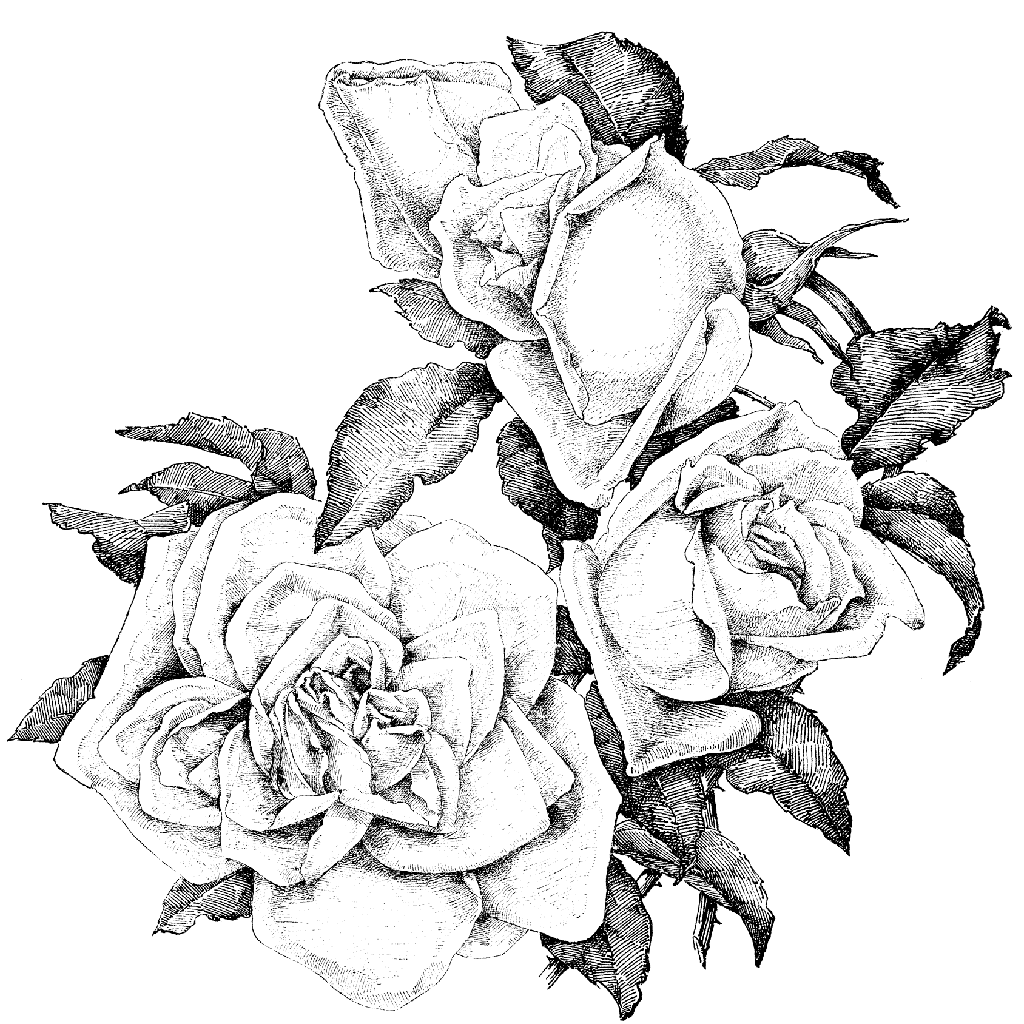 Fancy Rose Border 1233N