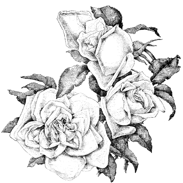Fancy Rose Border 1233N