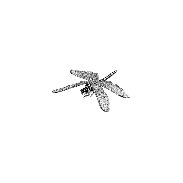 Fat Dragonfly 1370B
