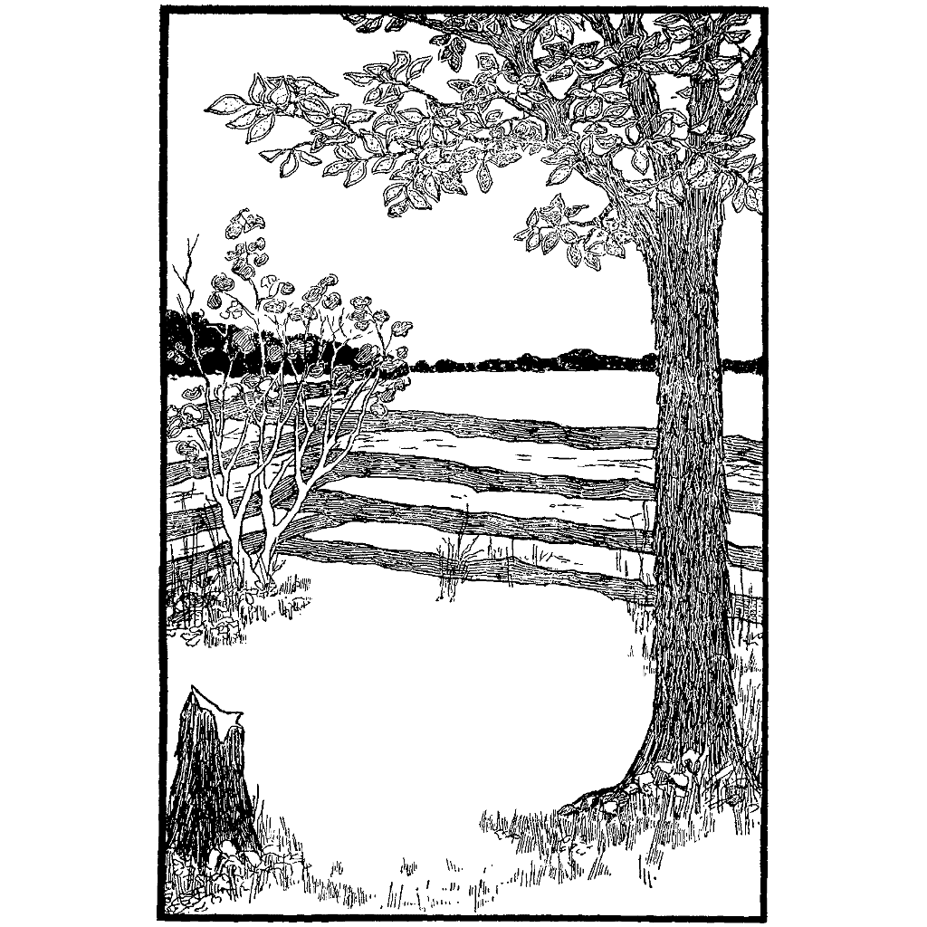 Fence with Trees 509N
