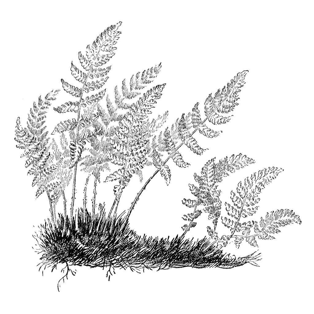 Fern in Wind 1098I