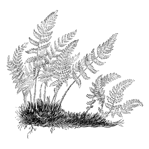 Fern in Wind 1098I