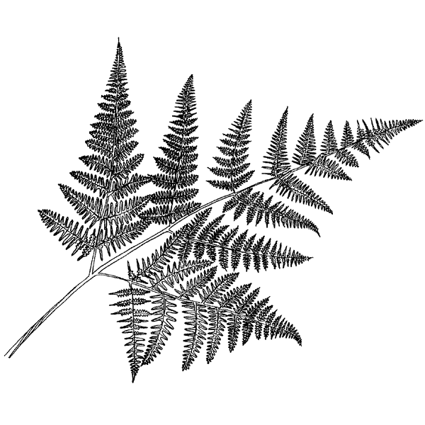 Fern Leaf 741M