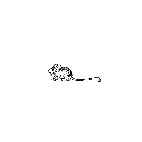 Field Mouse 431AA