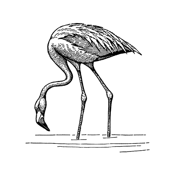 Flamingo 770F