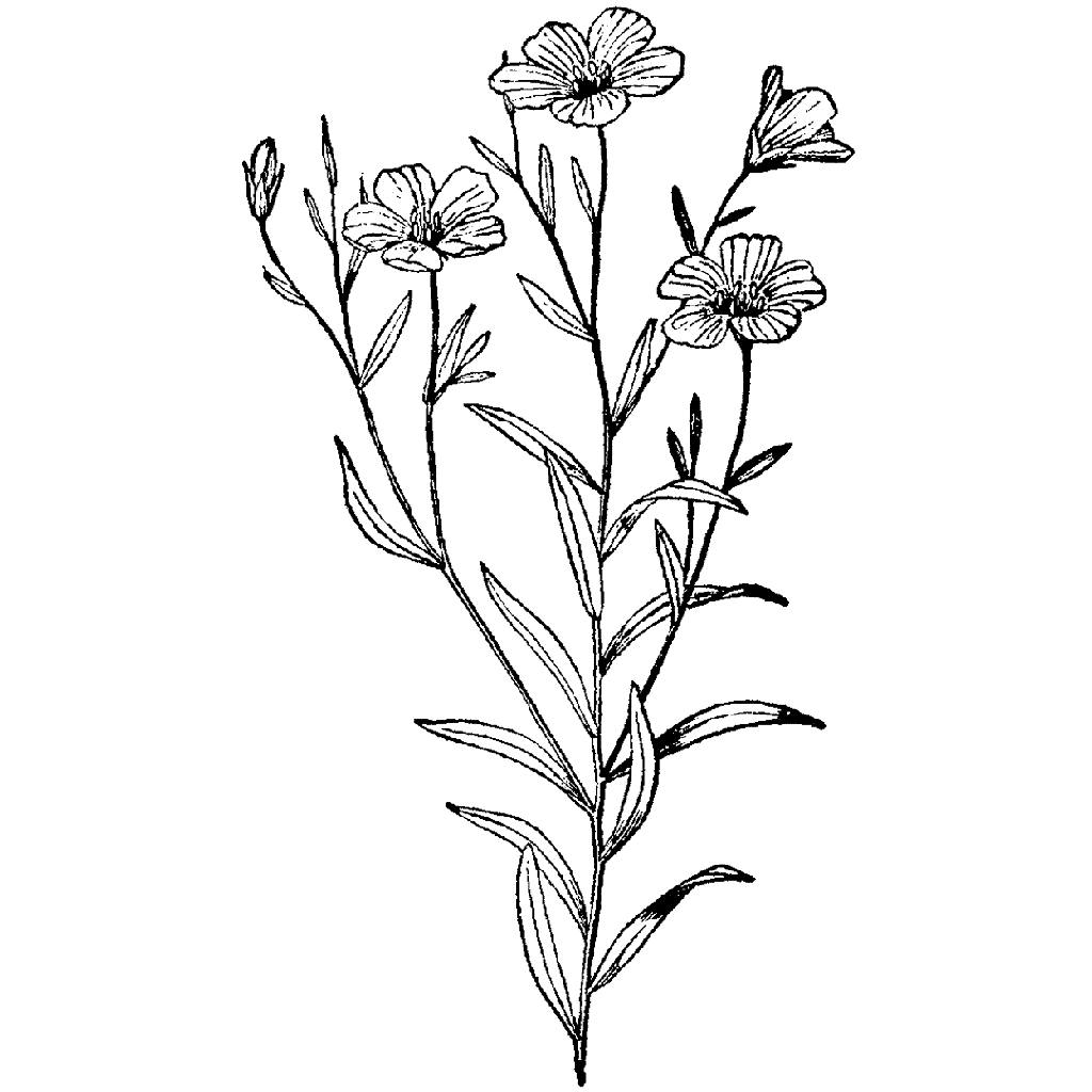Flax Flowers 270H