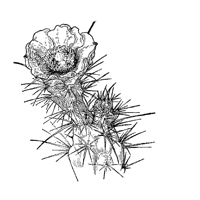 Flowering Cactus 55E
