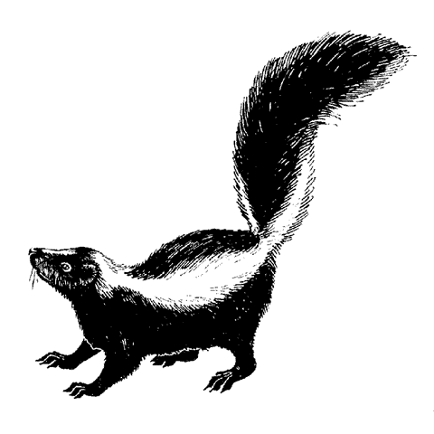 Fluffy Skunk 1488G