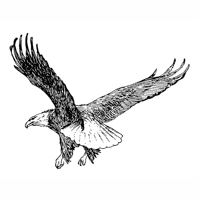 Flying Bald Eagle 1743G