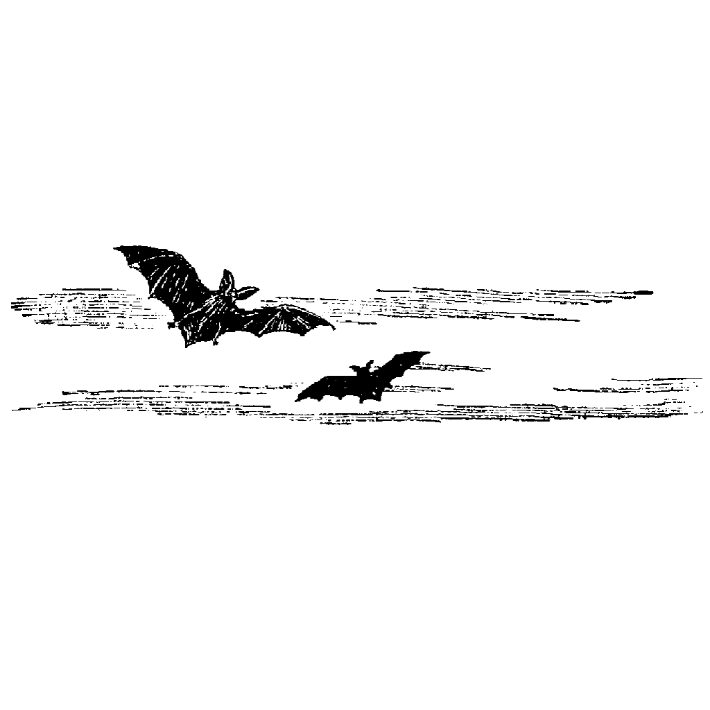 Flying Bats 519F