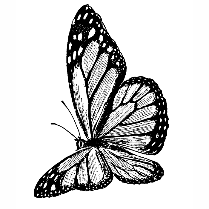 Flying Monarch Butterfly 1611G