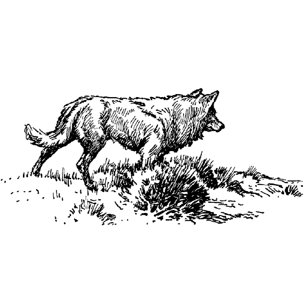 Fox 100G