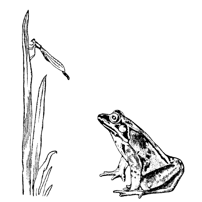 Frog & Insect 1489I