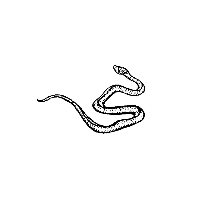 Garden Snake 564C