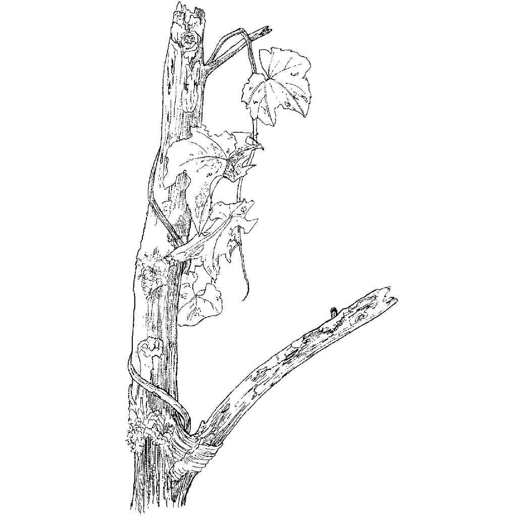 Grape Leaf Branch 768K